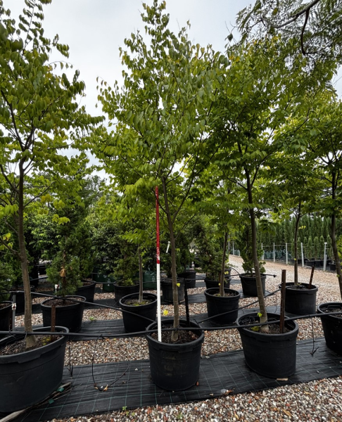 Zelkova Serrata 'Kiwi Sunset' (Kiwi Sunset Japanese Zelkova)