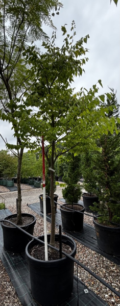Zelkova Serrata 'Kiwi Sunset' (Kiwi Sunset Japanese Zelkova)