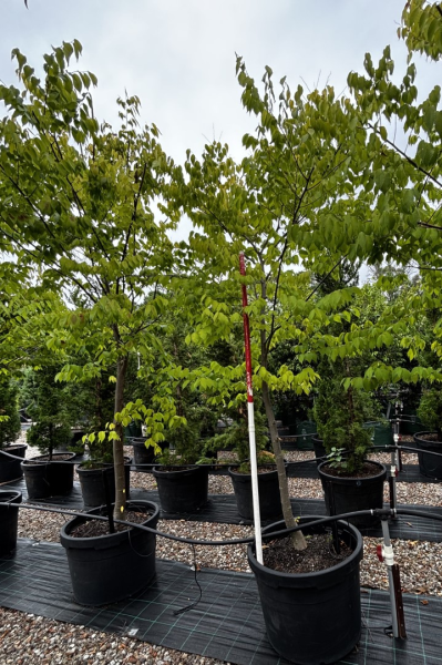 Zelkova Serrata 'Kiwi Sunset' (Kiwi Sunset Japanese Zelkova)