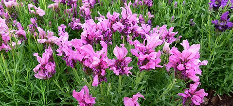 Lavandula ‘Lavish™ Rose’ (Lavender Lavish Double Rose)