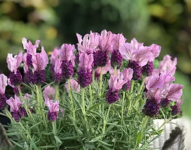 Lavandula Loveheart (Lavender - Loveheart)