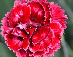 Dianthus ‘Angel of Harmony’ (Scent from Heaven Dianthus)