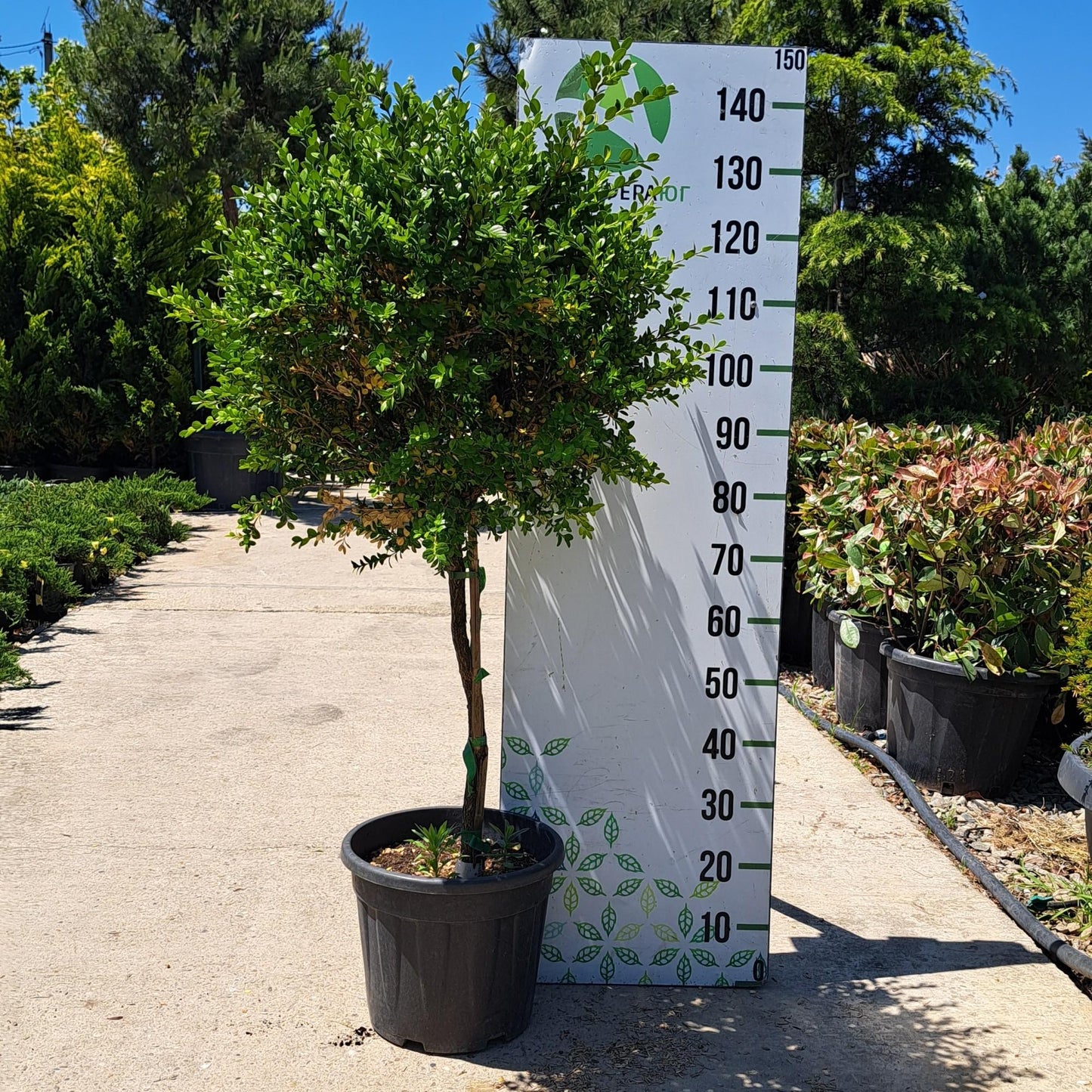 Buxus Microphylla Var. Japonica (Japanese Box Topiary Standards)