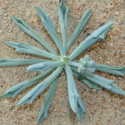 Senecio ‘Trident Blue’ (syn. Curio / Kleinia)