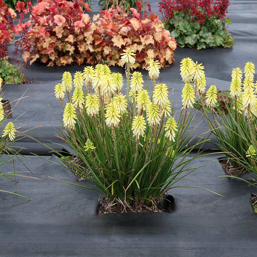 Kniphofia ‘Poco Citron’ (Red Hot Poker / Torch Lily)