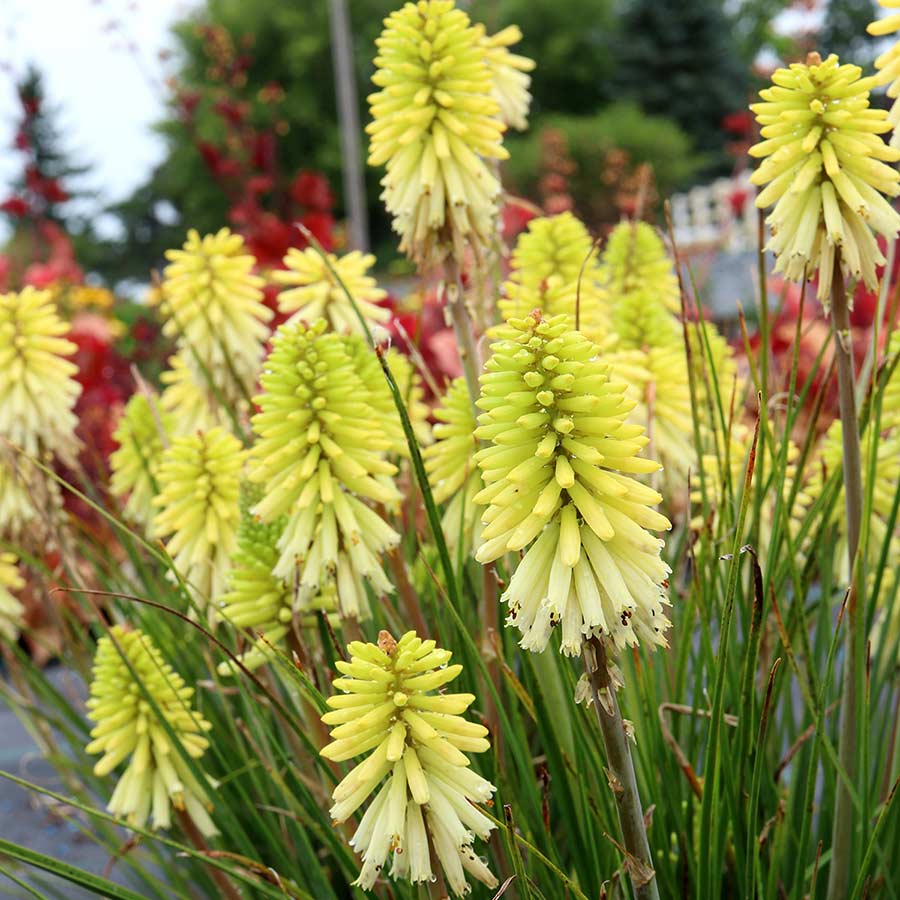 Kniphofia ‘Poco Citron’ (Red Hot Poker / Torch Lily)