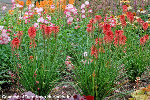 Kniphofia ‘Poco Red’ (Red Hot Poker / Torch Lily)