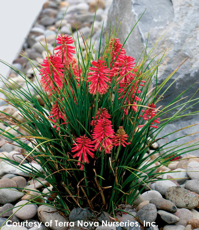 Kniphofia ‘Poco Red’ (Red Hot Poker / Torch Lily)