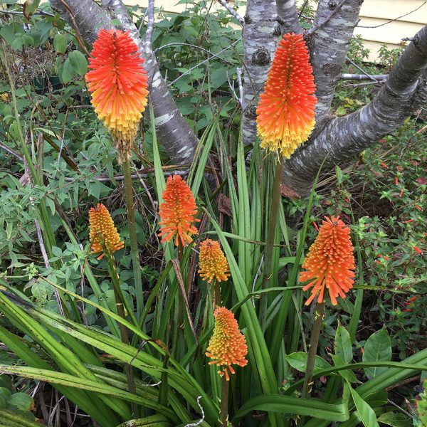 Kniphofia 'Winter Cheer' (Red-Hot Poker)