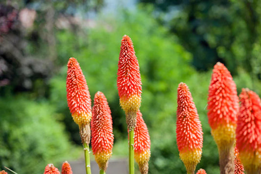 Kniphofia Uvaria (Red Hot Poker)
