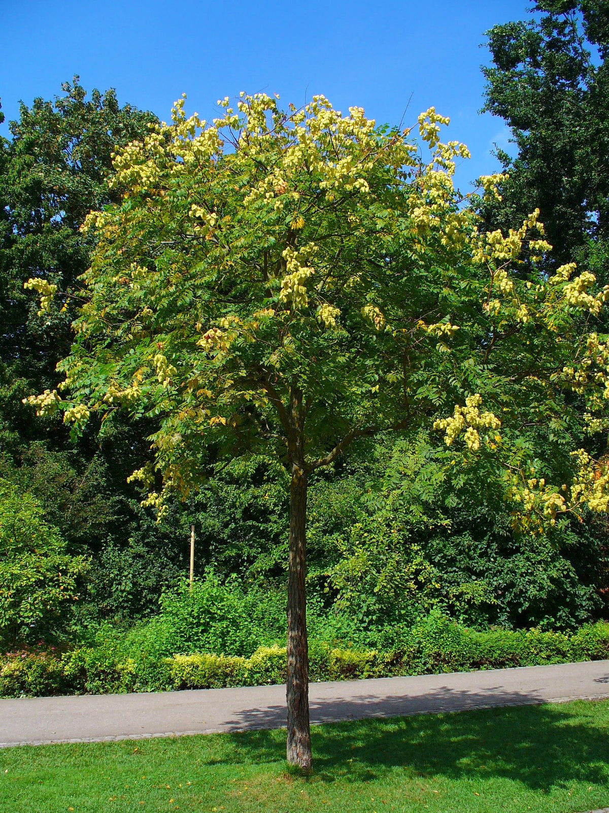 Koelreuteria Paniculata (Golden Rain Tree)
