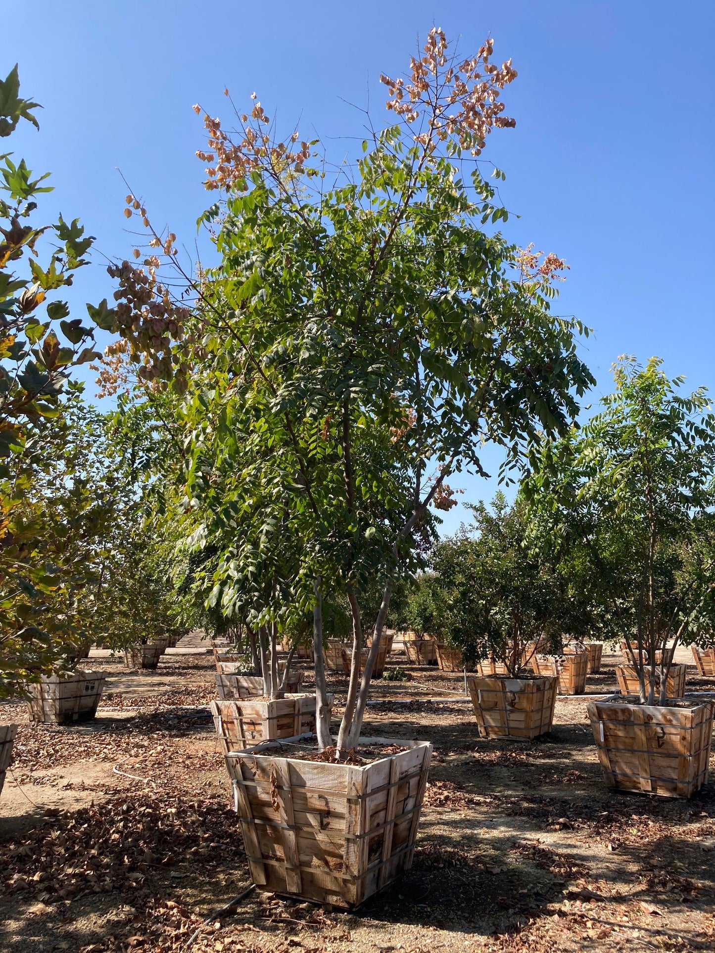 Koelreuteria bipinnata (Chinese Flame Tree)
