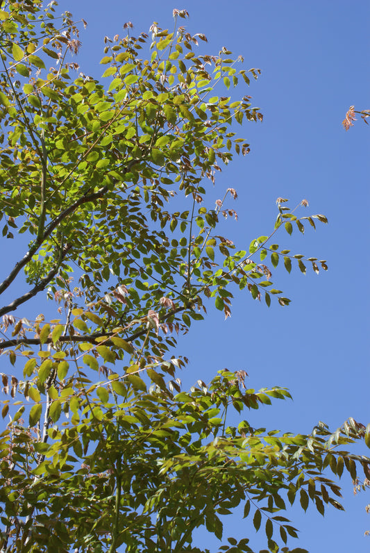 Koelreuteria bipinnata (Chinese Flame Tree)