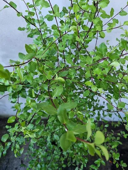 Pittosporum Tenuifolium ‘James Stirling’ (James Stirling Pittosporum)