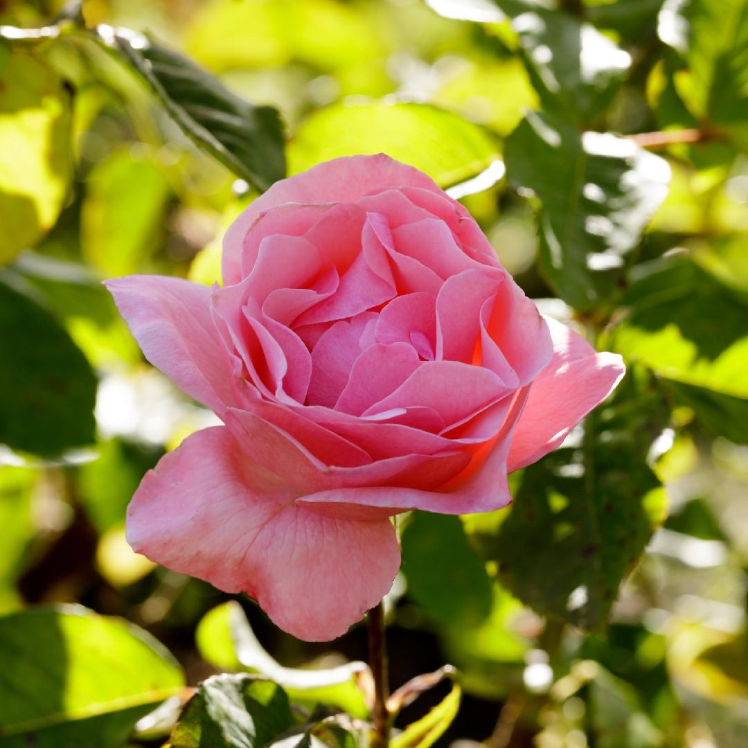 Rosa 'Queen Elizabeth' (Queen Elizabeth Grandiflora Rose)