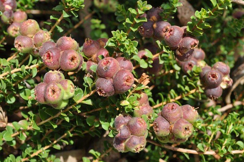 Kunzea Pomifera (Muntries)