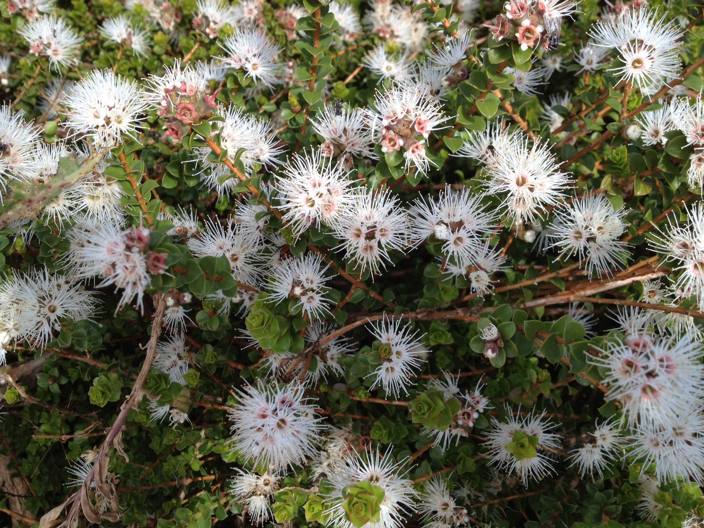 Kunzea Pomifera (Muntries)