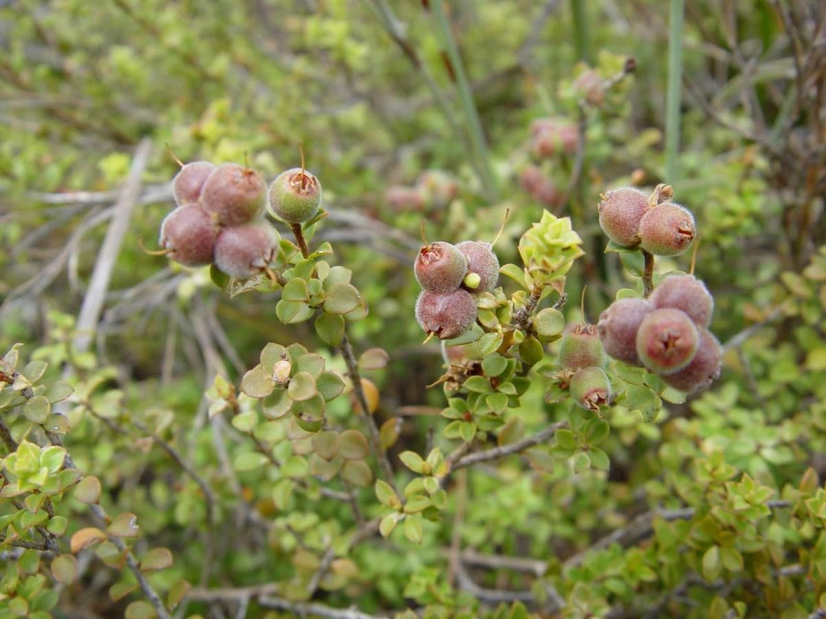 Kunzea Pomifera (Muntries)