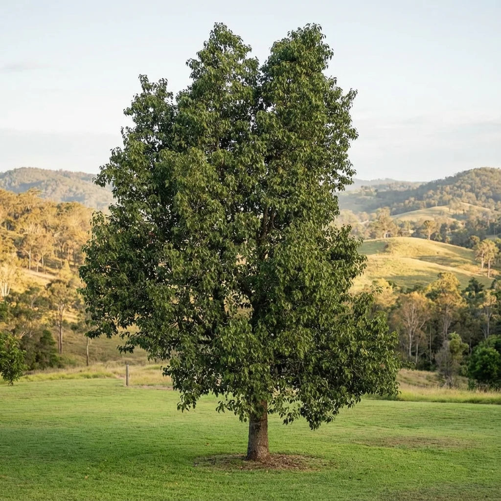 Brachychiton Populneus (Kurrajong) GRAFTED