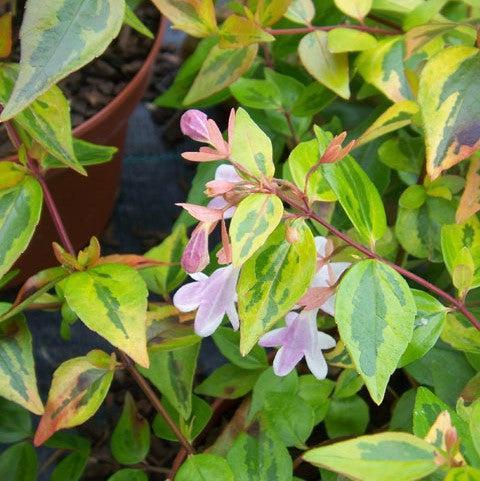 Abelia × Grandiflora ‘Francis Mason’ (Golden Abelia)