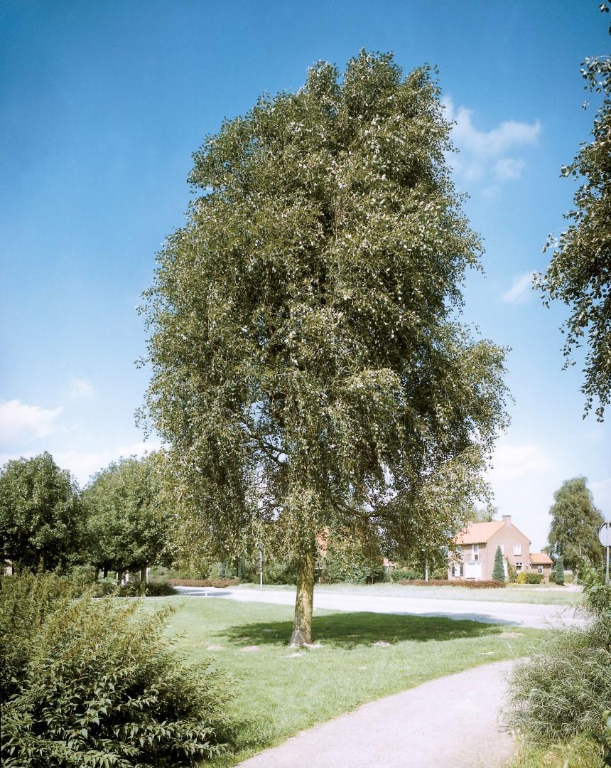 Populus Simonii ‘Fastigiata’ (Upright Simon Poplar)