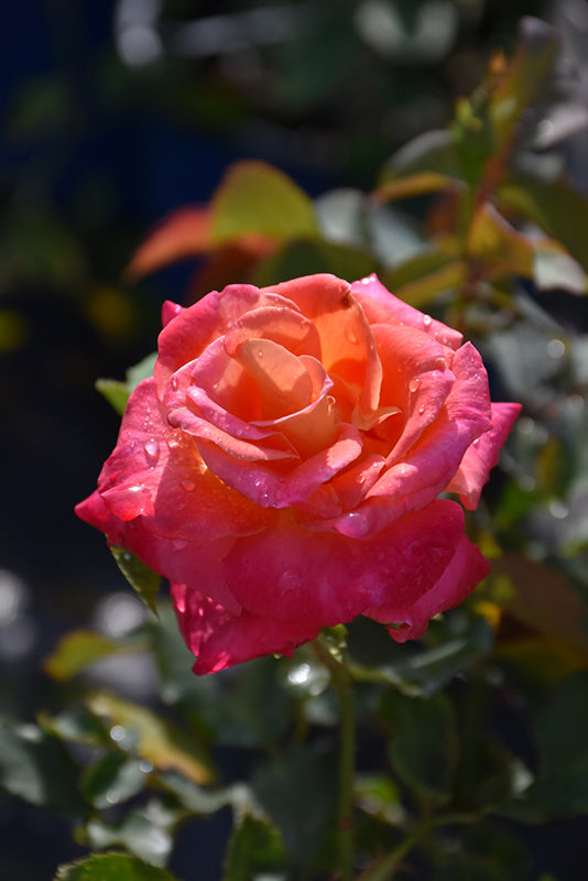 Rosa ‘Granada’ (Rose)