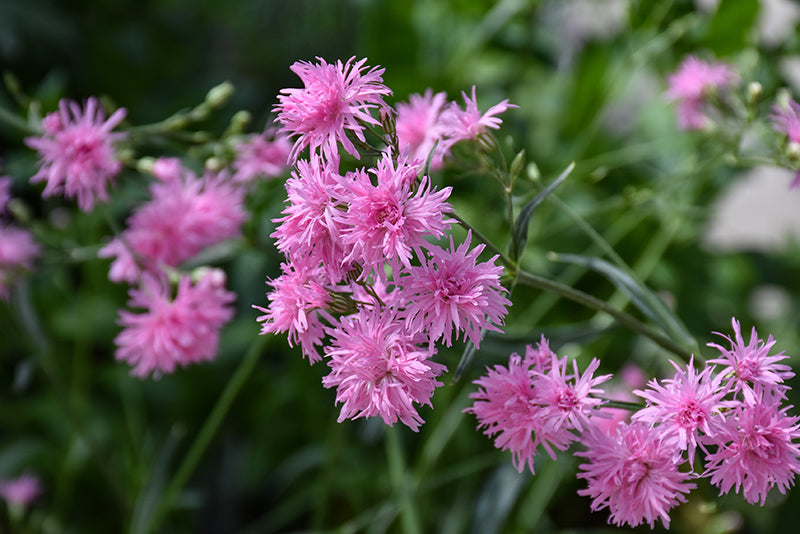 Lychnis Flos-Cuculi 'Petite Jenny' (Petite Jenny Ragged Robin)