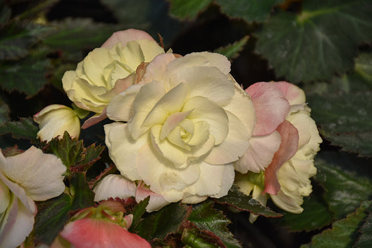 Begonia ‘Iconia Bacio White’ (White Begonia)