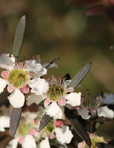 Leptospermum morrisonii ‘Burgundy’ – Tea Tree