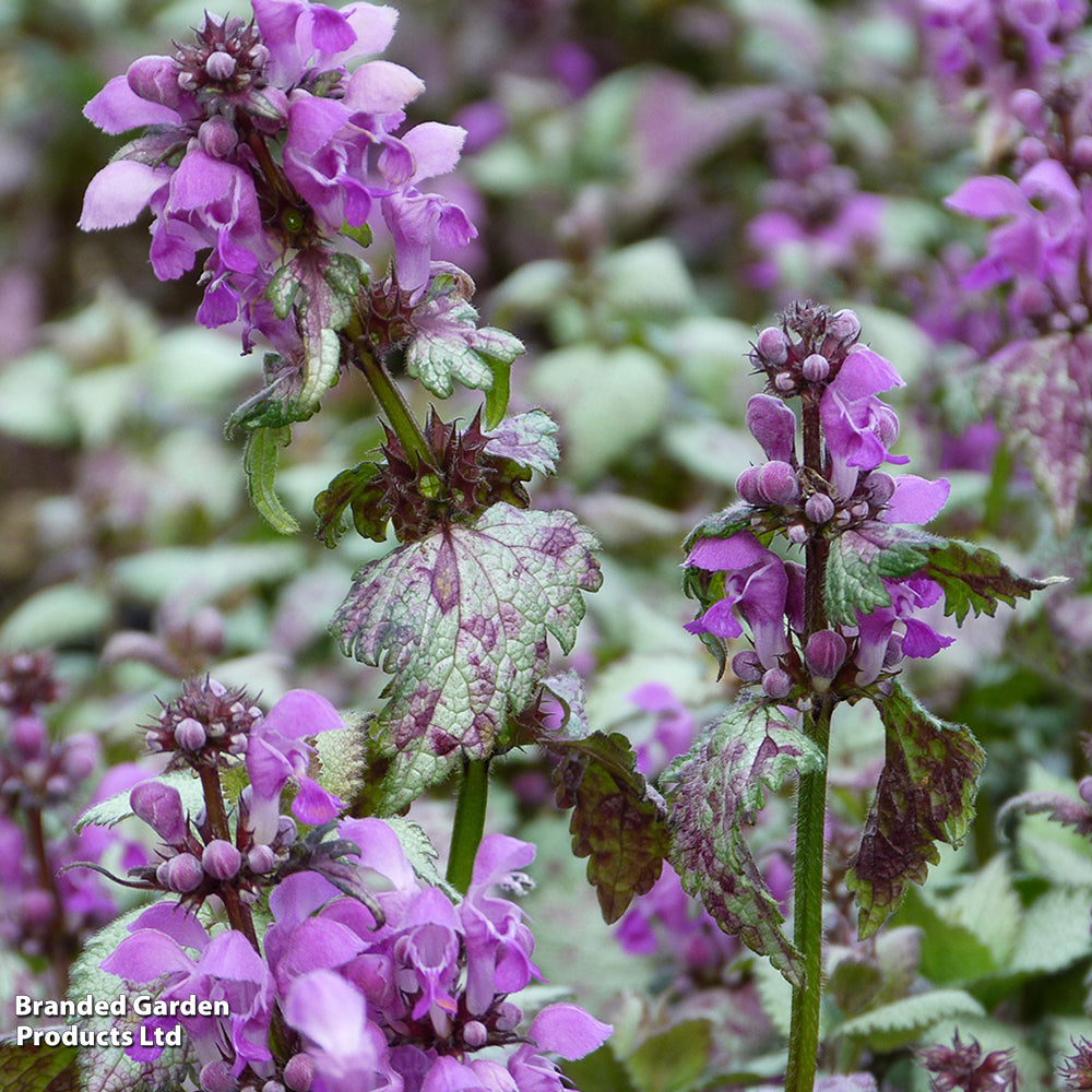 Lamium Maculatum 'Beacon Silver' (Beacon Silver Dead Nettle)