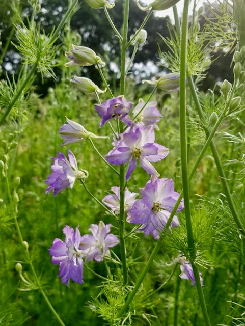 Delphinium consolida 'Eva Lilac Lavender' (Eva Lilac Lavender Larkspur)