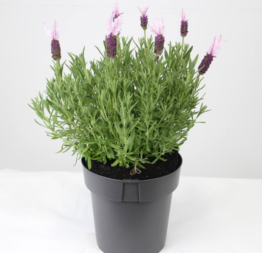 Lavandula pedunculata ‘Senpin’ (Lavender - Pink Queen Senpin)