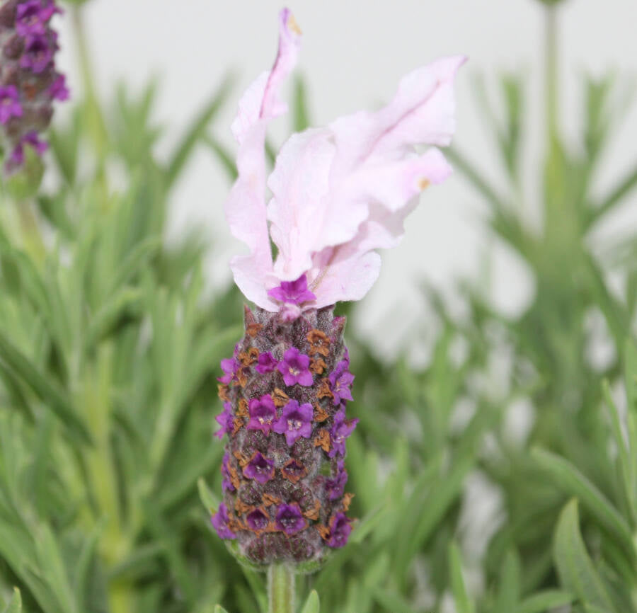 Lavandula pedunculata ‘Senpin’ (Lavender - Pink Queen Senpin)