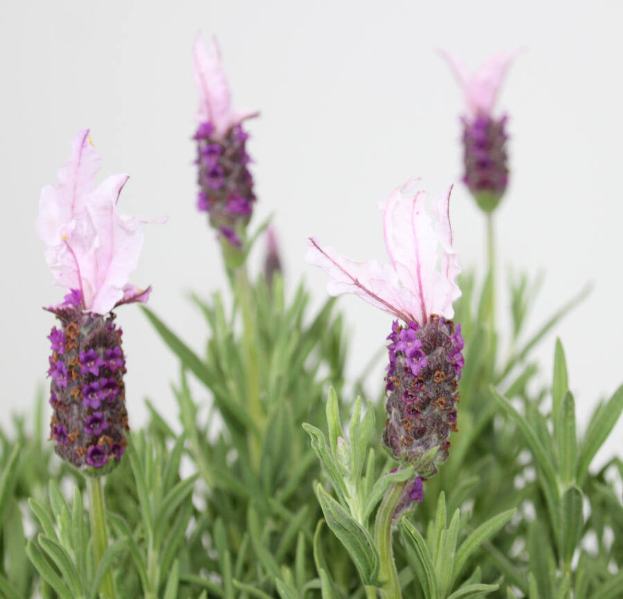 Lavandula pedunculata ‘Senpin’ (Lavender - Pink Queen Senpin)