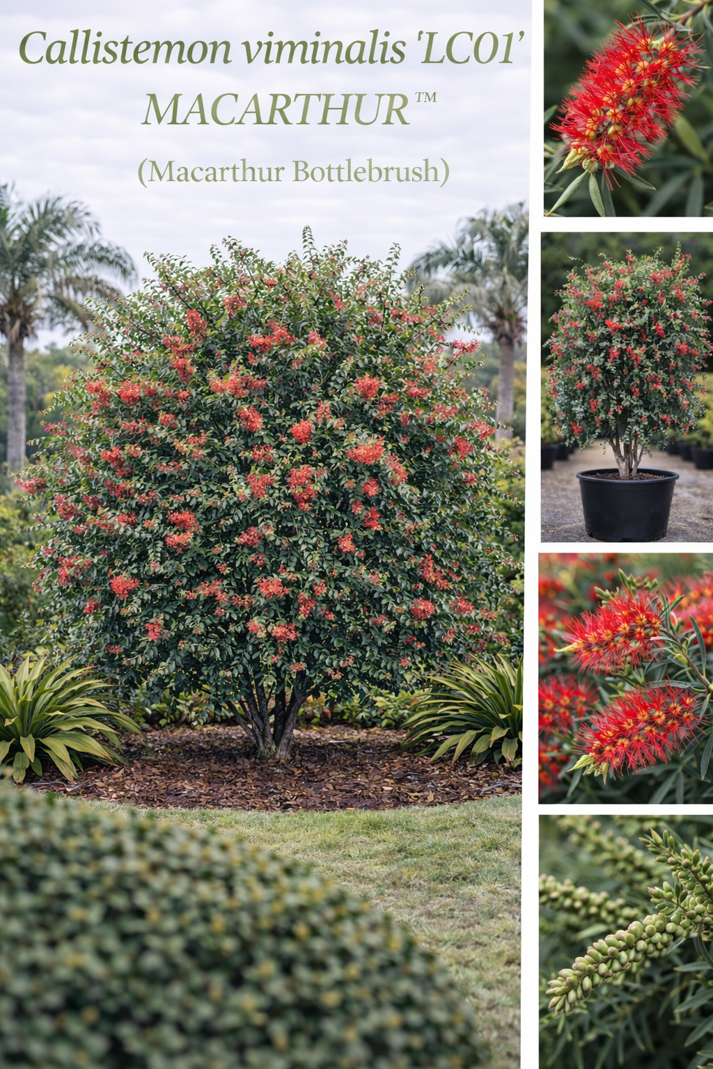 Callistemon Viminalis ‘LC01’ MACARTHUR™ (Macarthur Bottlebrush) (CLEARANCE)