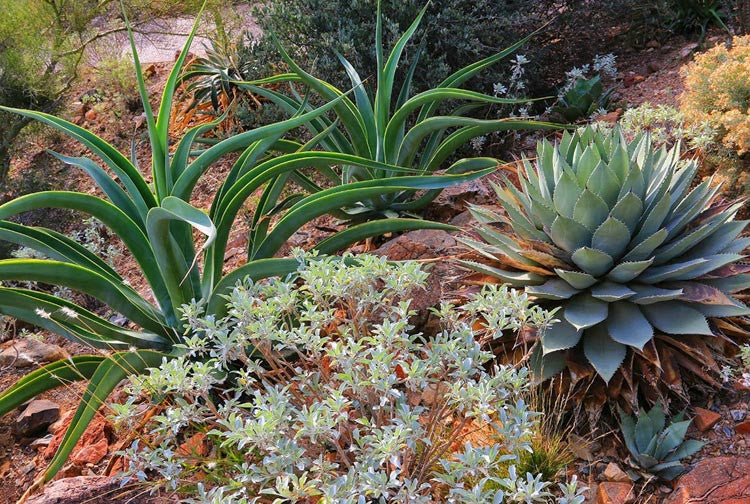 Agave vilmoriniana (Octopus Agave)
