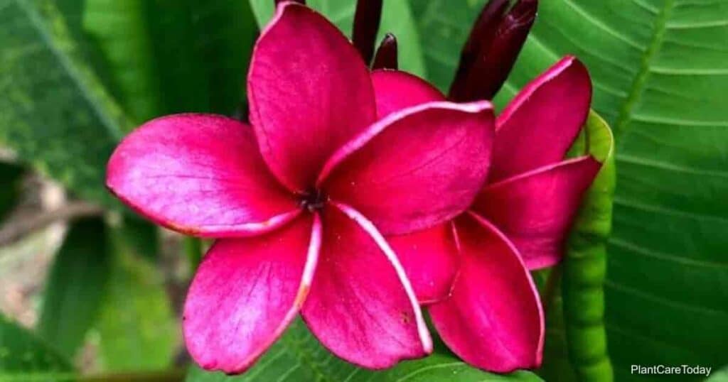 Plumeria Rubra (Frangipani)