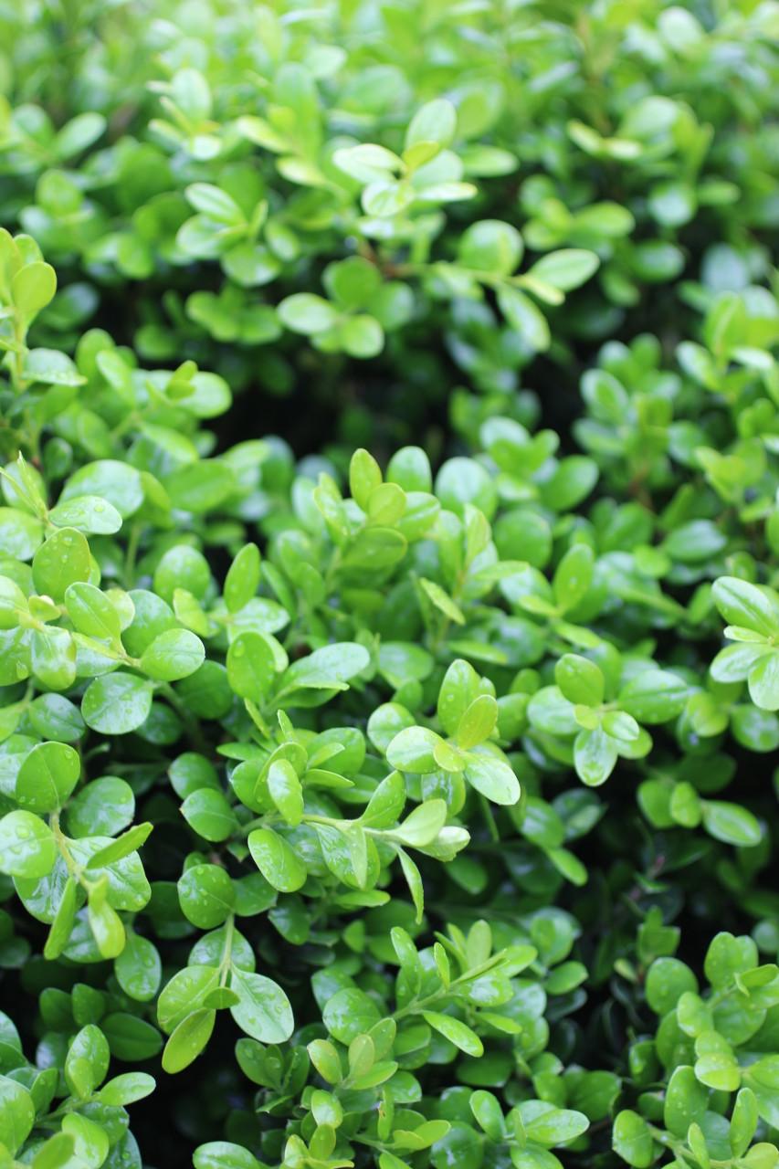 Buxus Microphylla Var. Japonica (Japanese Box Topiary Pyramid)