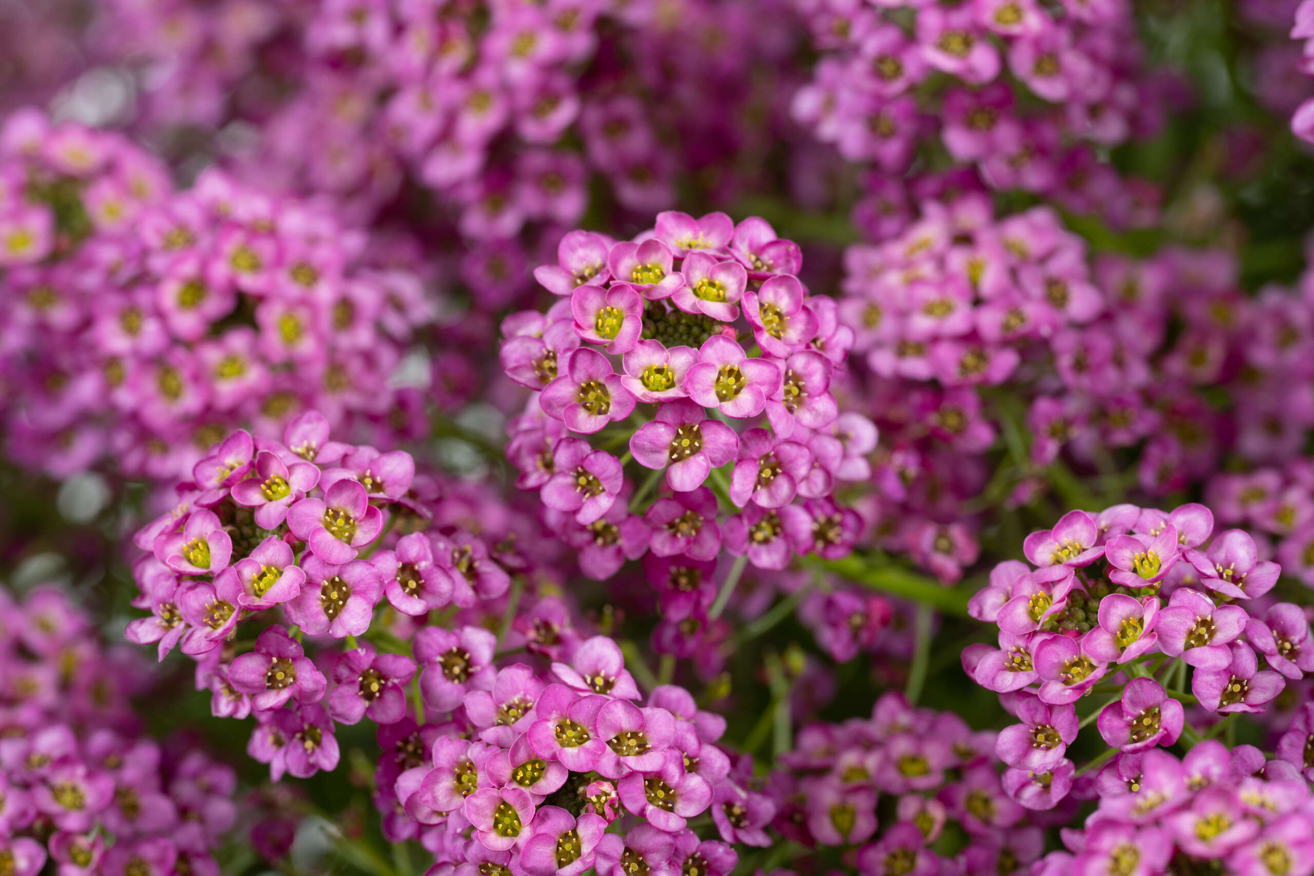 Lobularia ‘Raspberry Stream’ (Sweet Alyssum)