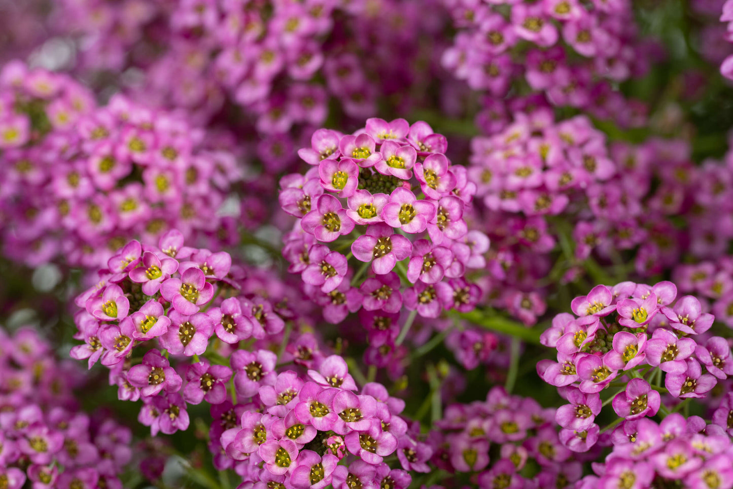 Lobularia ‘Raspberry Stream’ (Sweet Alyssum)