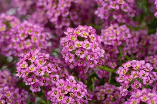 Lobularia ‘Raspberry Stream’ (Sweet Alyssum)