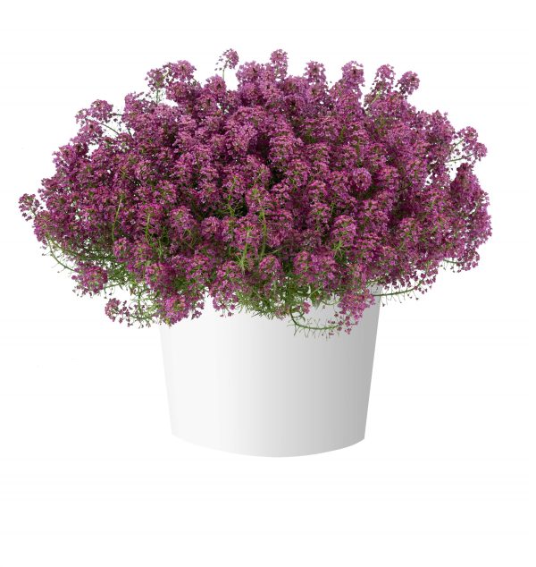Lobularia ‘Raspberry Stream’ (Sweet Alyssum)
