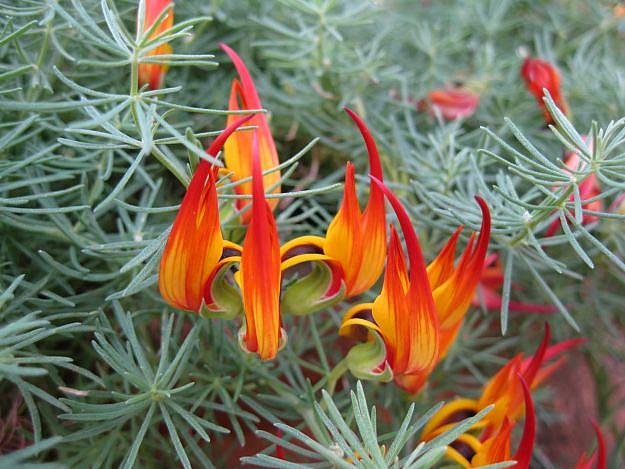 Lotus ‘Gold Flash’ – Yellow Flowering Annual