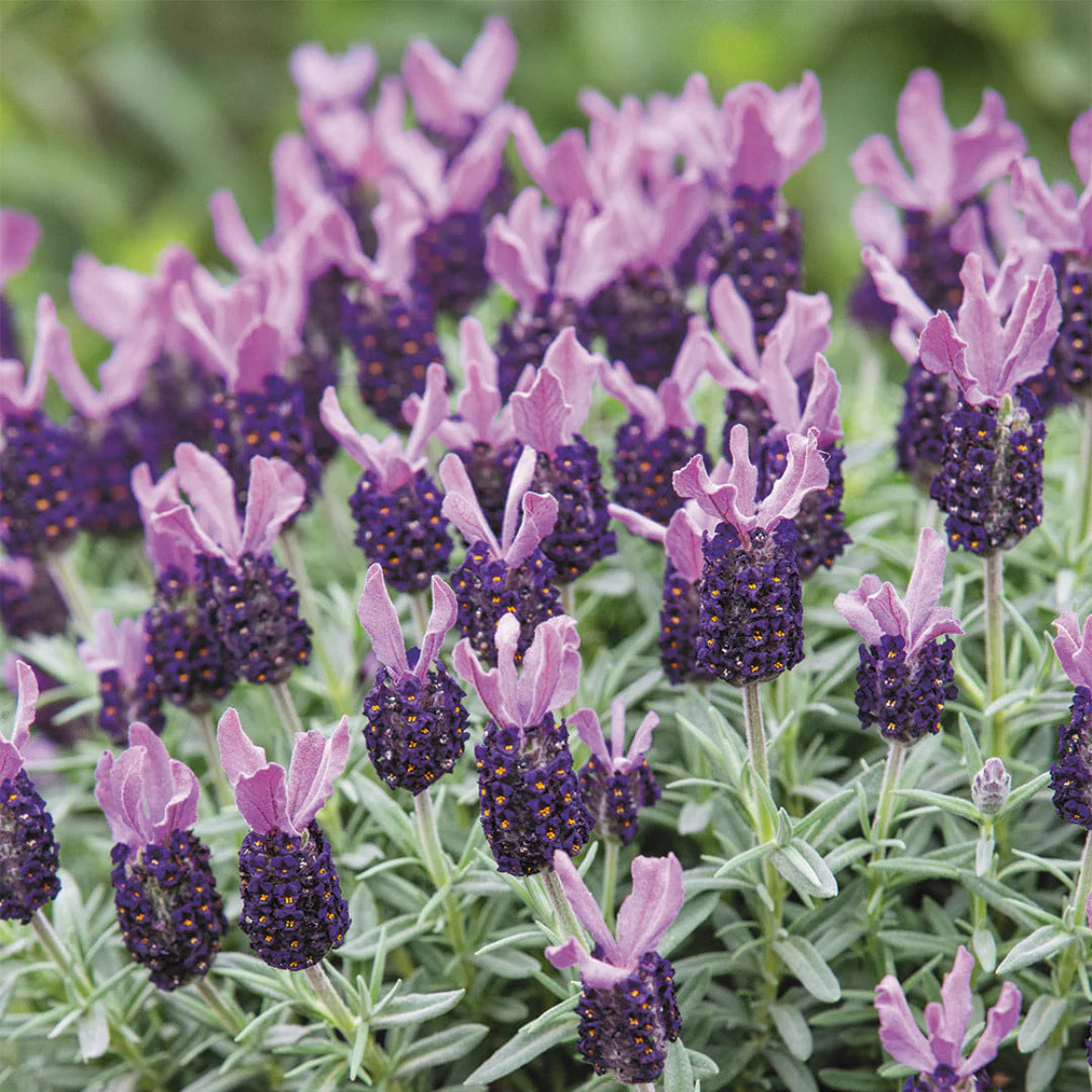 Lavandula ‘LaDiva Papillon Big Night’ (Lavender)