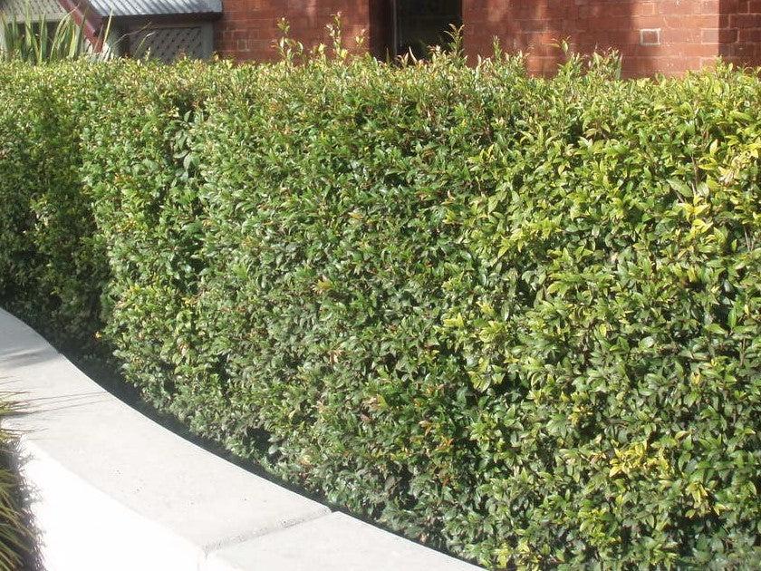 Acmena Smithii Speed Screen™ (Speed Screen Lilly Pilly)