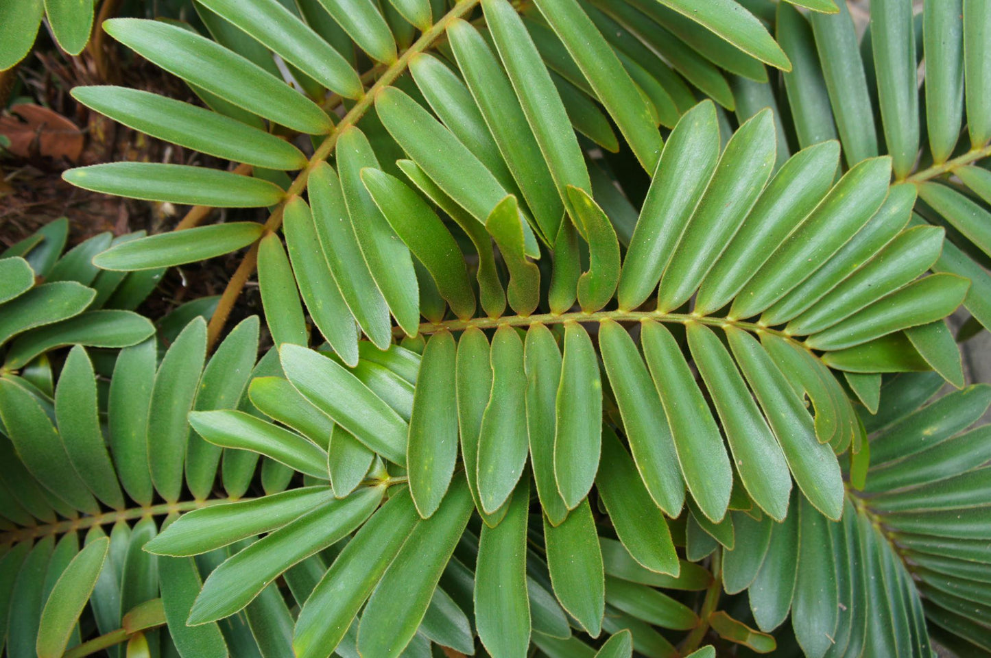 Zamia Furfuracea (Cardboard Palm)