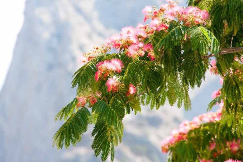 Albizia julibrissin (Pink Silk Tree)