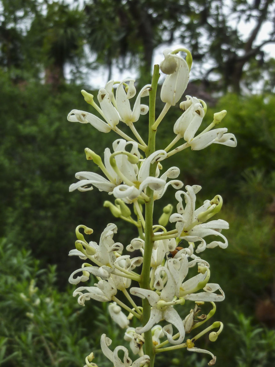 Lomatia silaifolia ‘Ivory Lace’ – Australian Native Shrub