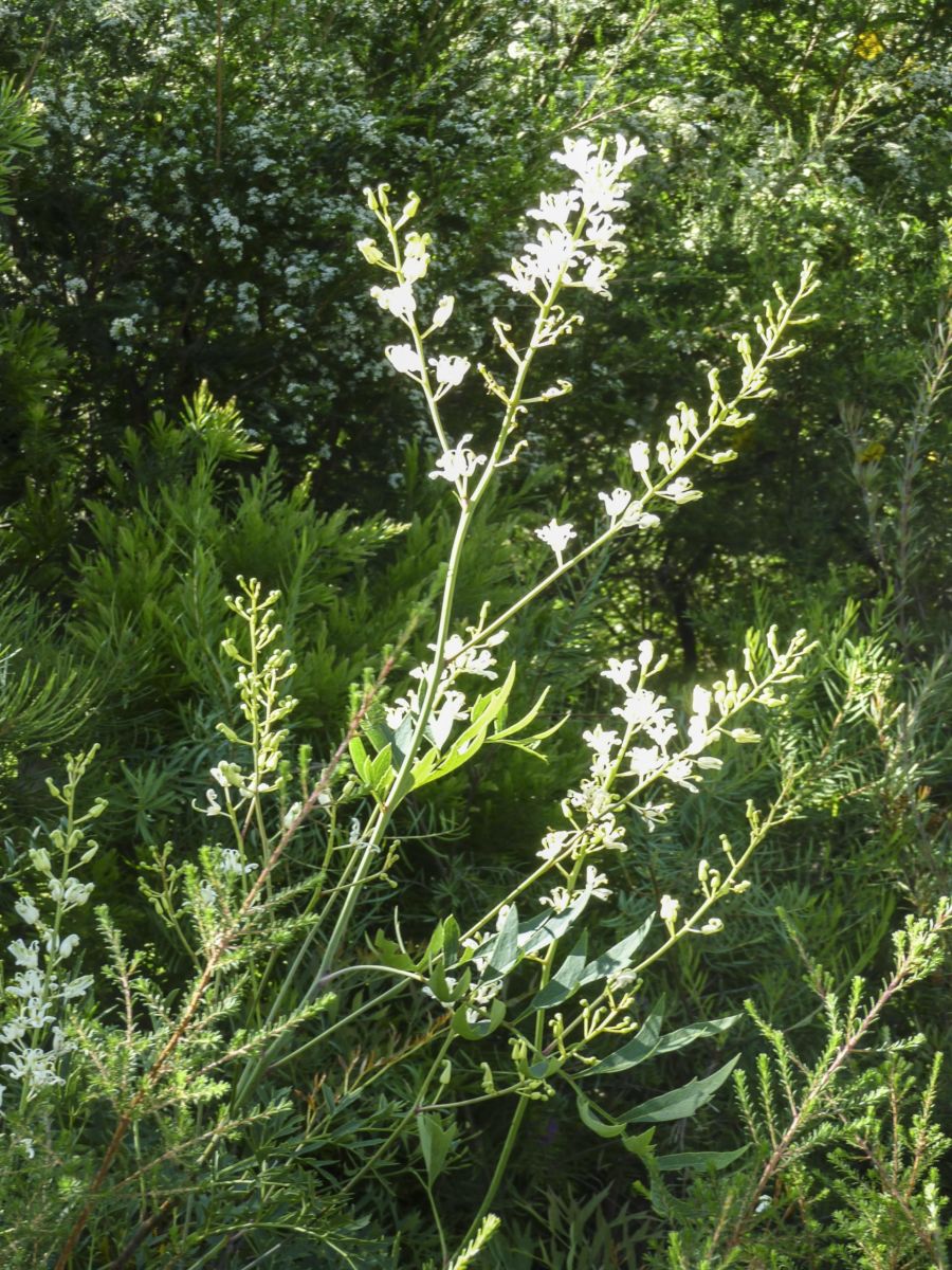 Lomatia silaifolia ‘Ivory Lace’ – Australian Native Shrub