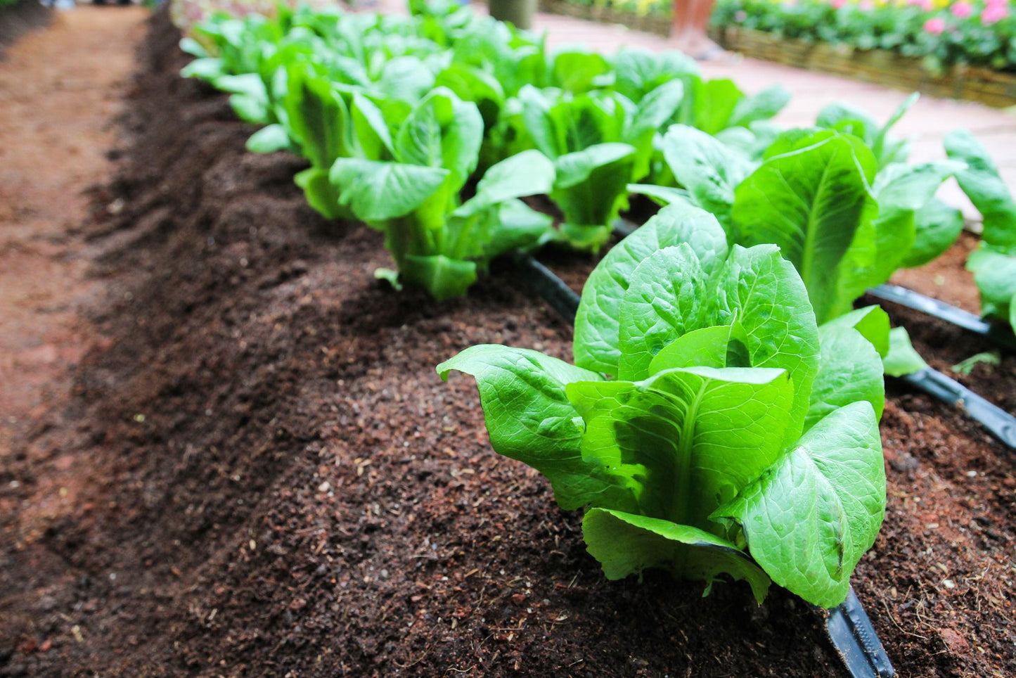 Lactuca Sativa (Cos Lettuce)